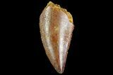 Serrated, Raptor Tooth - Real Dinosaur Tooth #85268-1
